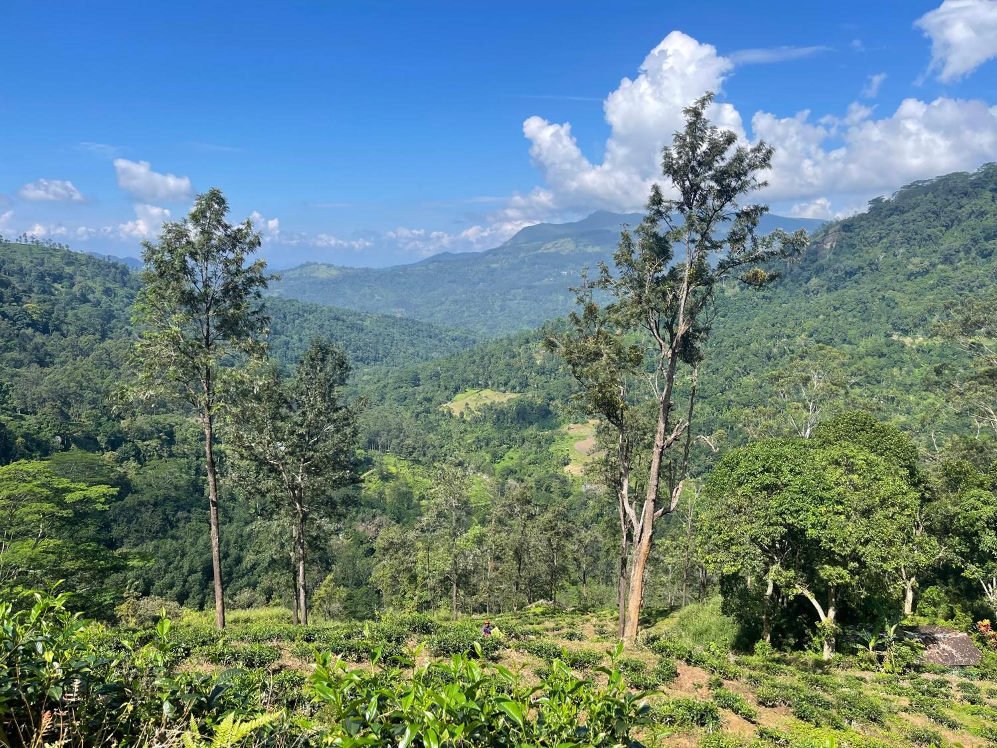 Eagles Lodge - Kandy Digana Ngoại thất bức ảnh